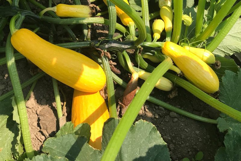 Fruits and Vegetables at Wallace Farms